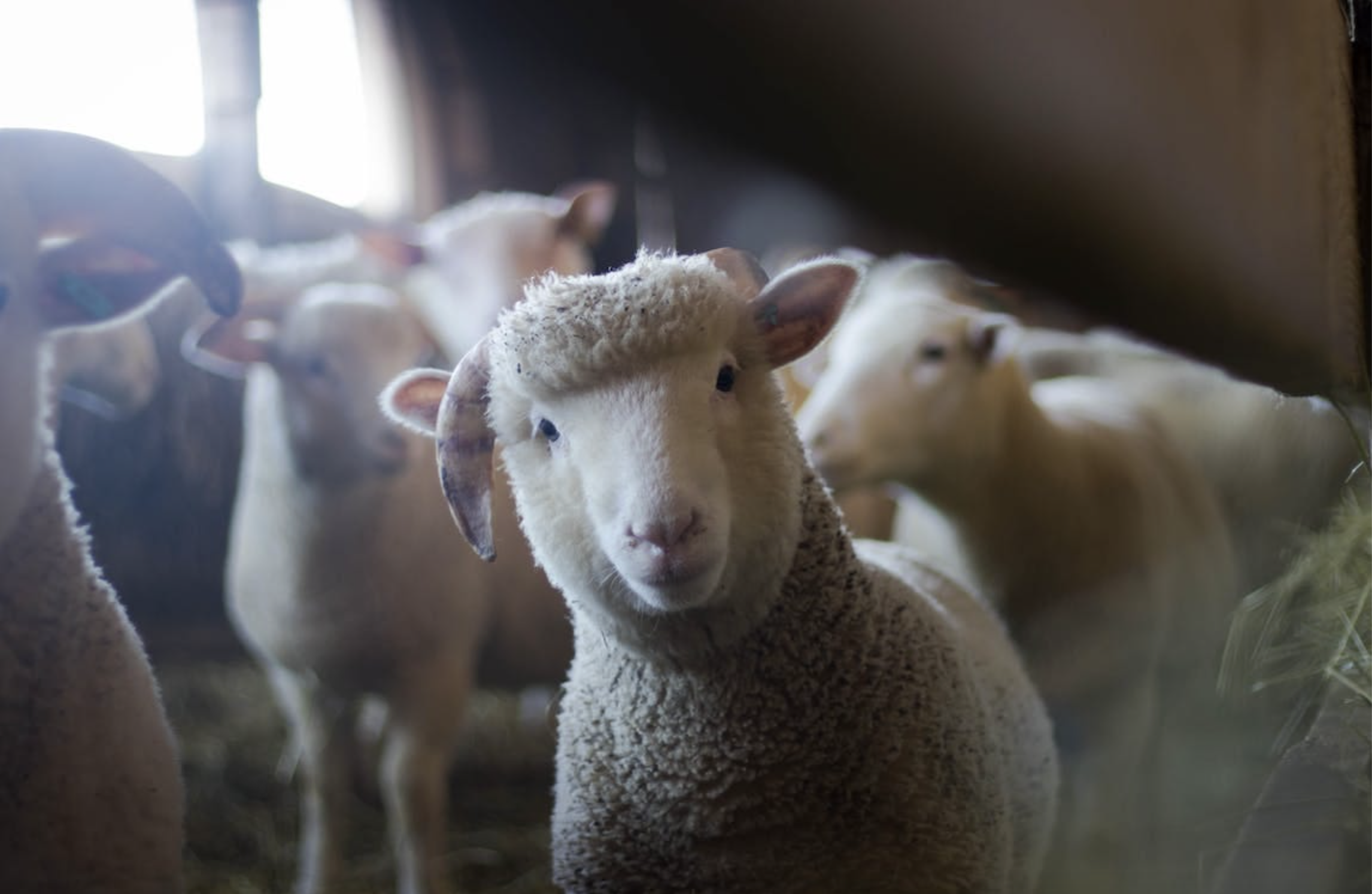 It as the Scapegoat